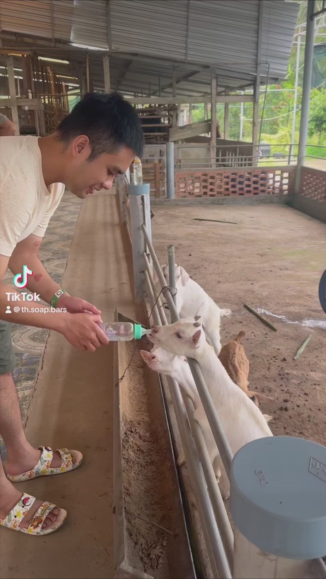 Load video: Fresh Goat Milk